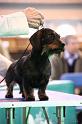 Crufts2011_2 1391